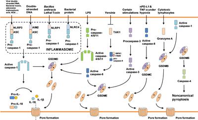 Induction of Pyroptosis: A Promising Strategy for Cancer Treatment